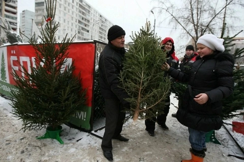 Ненужные деревья создают большую нагрузку на коммунальные службы.