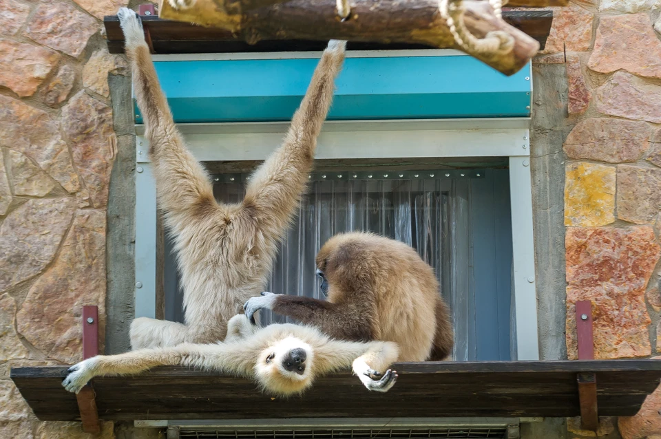 В Ленинградском зоопарке готовы к лечению коронавируса у приматов
