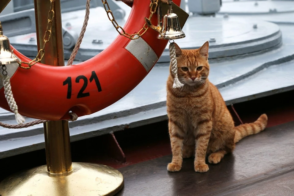 Кошке удалось выжить на судне, следовавшем на протяжении трех недель из Одессы в Израиль