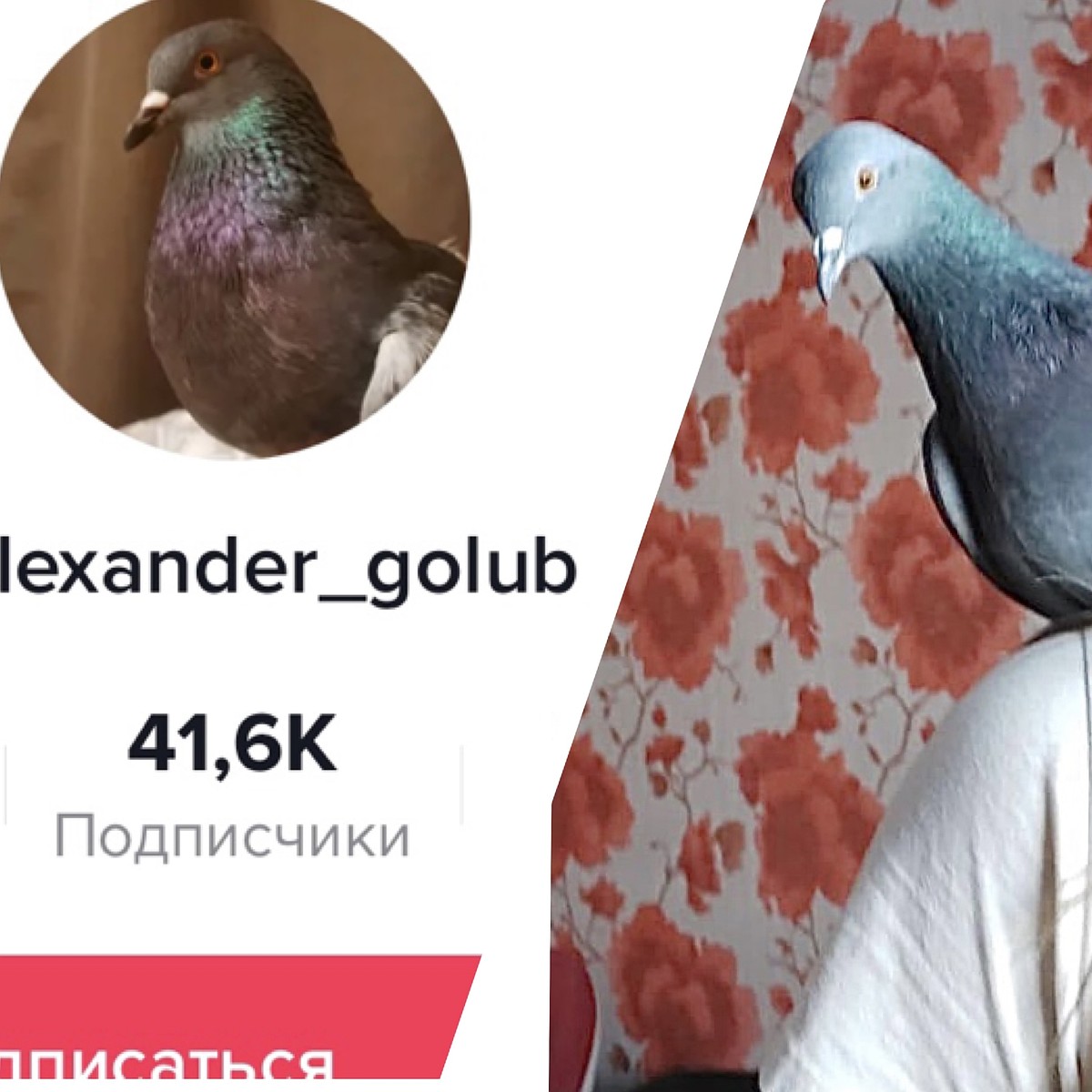 Голубь из Твери стал звездой TikTok: за месяц на аккаунт спасённой  школьницей птицы подписалось 40 тысяч человек - KP.RU