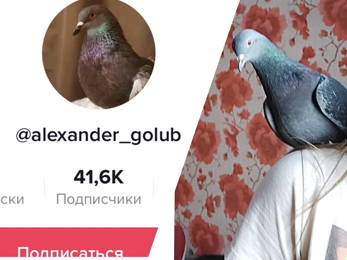 Голубь из Твери стал звездой TikTok: за месяц на аккаунт спасённой  школьницей птицы подписалось 40 тысяч человек - KP.RU