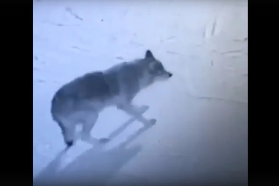 Два хищника попали на видео