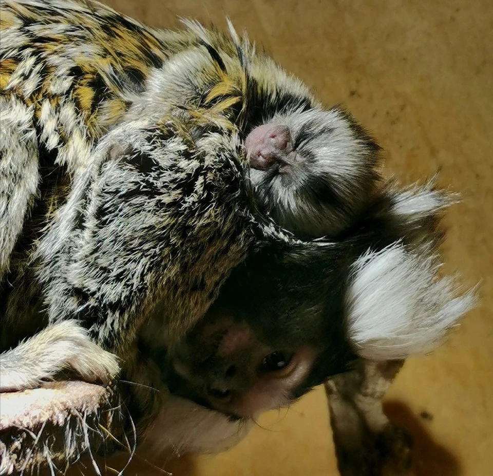 Сразу две обезьянки-мармозетки родились в зоопарке Иркутска. Фото: Иркутская зоогалерея