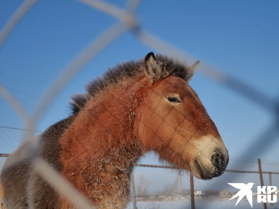 Лошади Пржевальского - один из самых необычных видов в сафари-парке в Формальном