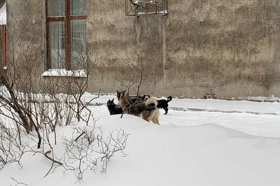 Кемеровчане жалуют на стаи бродячих собак в центре города. Фото: "Кузбасс Онлайн"