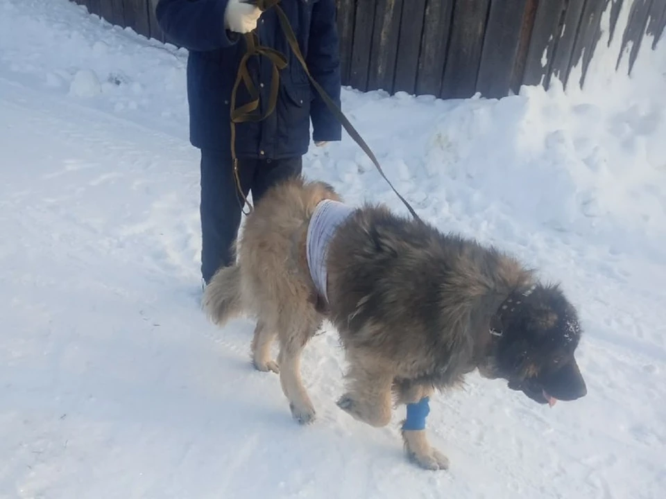 Сегодня пёс Яджик вышел на прогулку. Настоящий боец! Фото: Наталья Ветошкина.