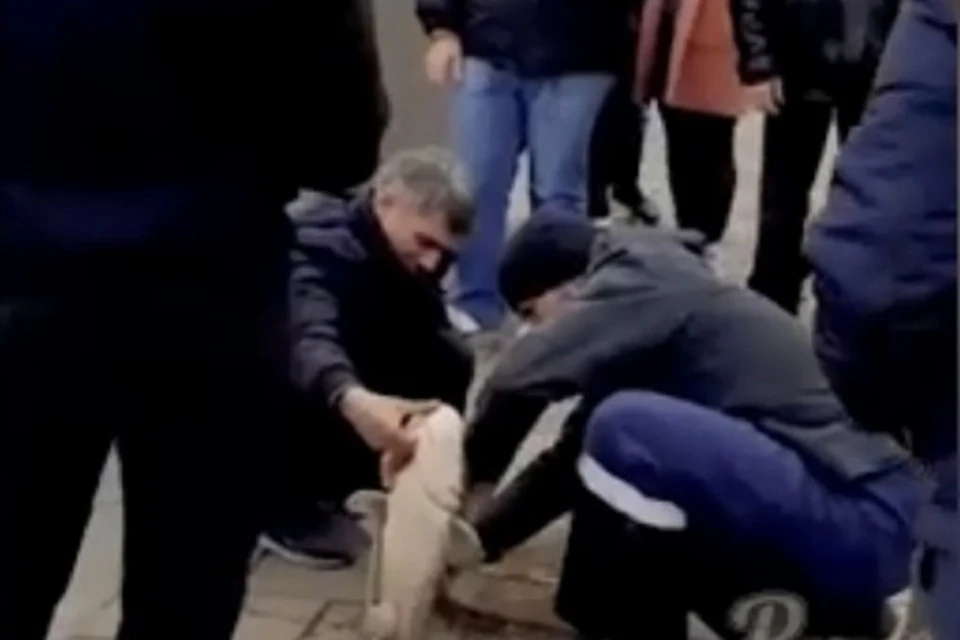 В Ростове рыбаки выловили огромного сома. Фото: соцсети - "Ростов Главный"