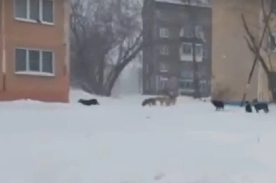 Собаки бегают возле школы. Фото: стоп-кадр.