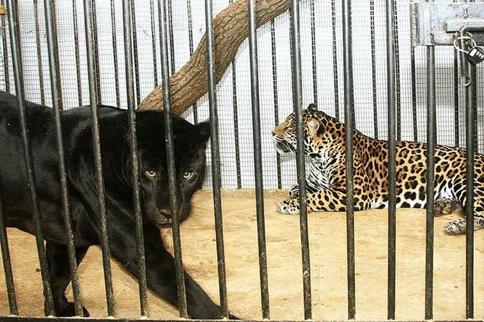 Котята у ягуаров Нуар и Кекса рождаются то черными, то пятнистыми