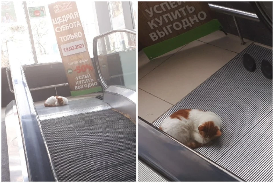Кот выбрал для сна не самое тихое место в универмаге. Фото: Сергей Букарев/ПОДСЛУШАНО ЯЛТА/VK