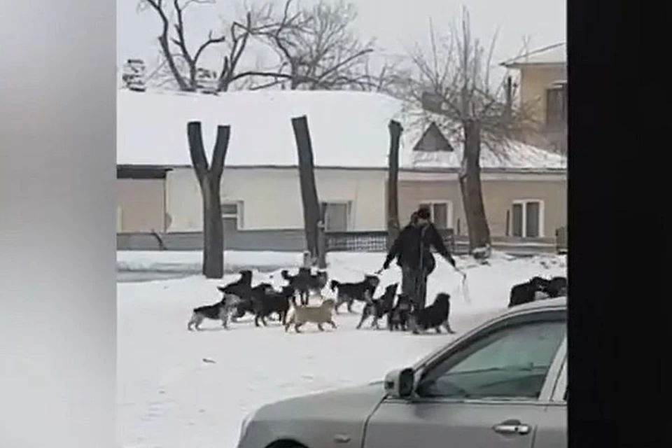 Бродячие псы стали головной болью жителей Артема