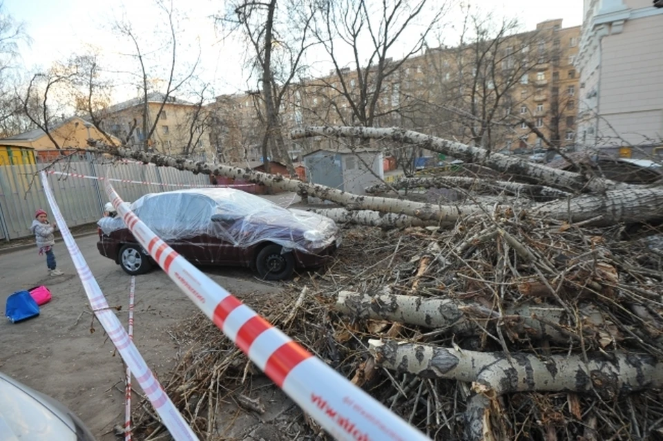 Вместо старых деревьев в городе обещают посадить несколько тысяч новых.