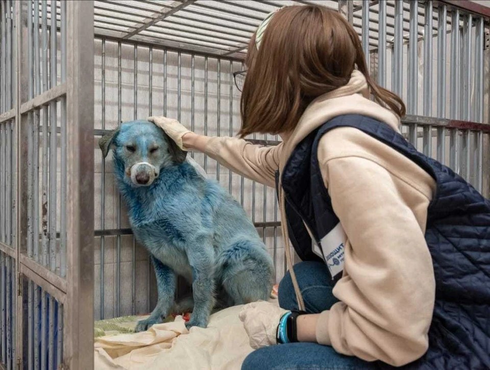 Причиной окрашивания собак в Дзержинске стала обычная краска с необычным названием. Фото: Администрация Дзержинска