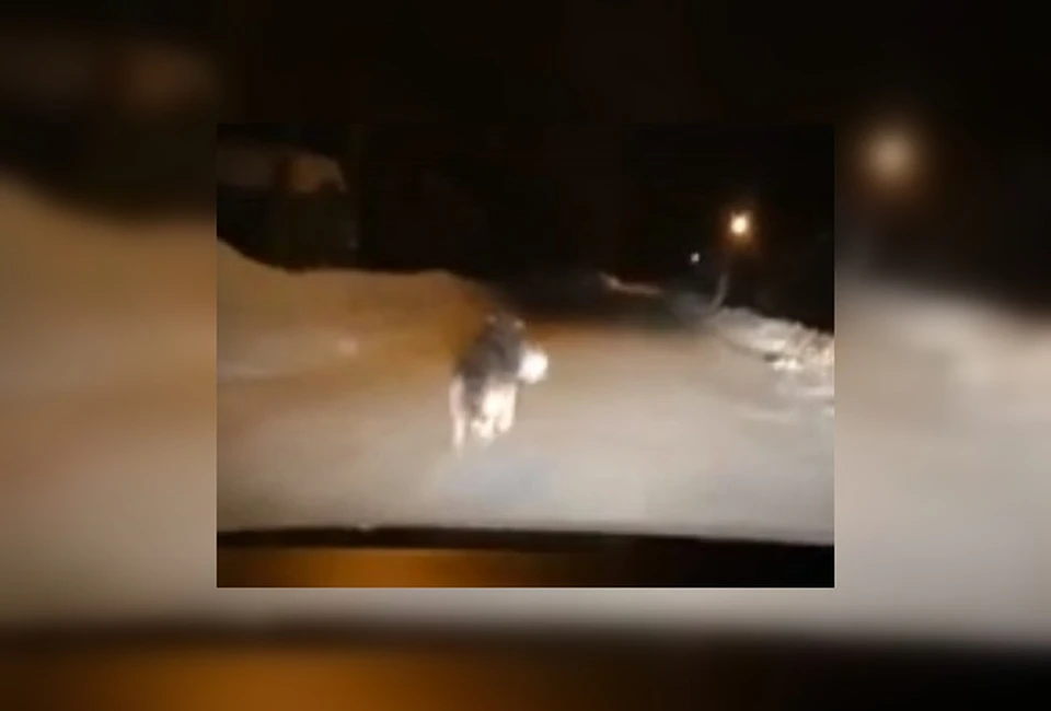 Волк бежит по дороге в центре Корткероса с добычей в зубах. Фото: скриншот с видео.