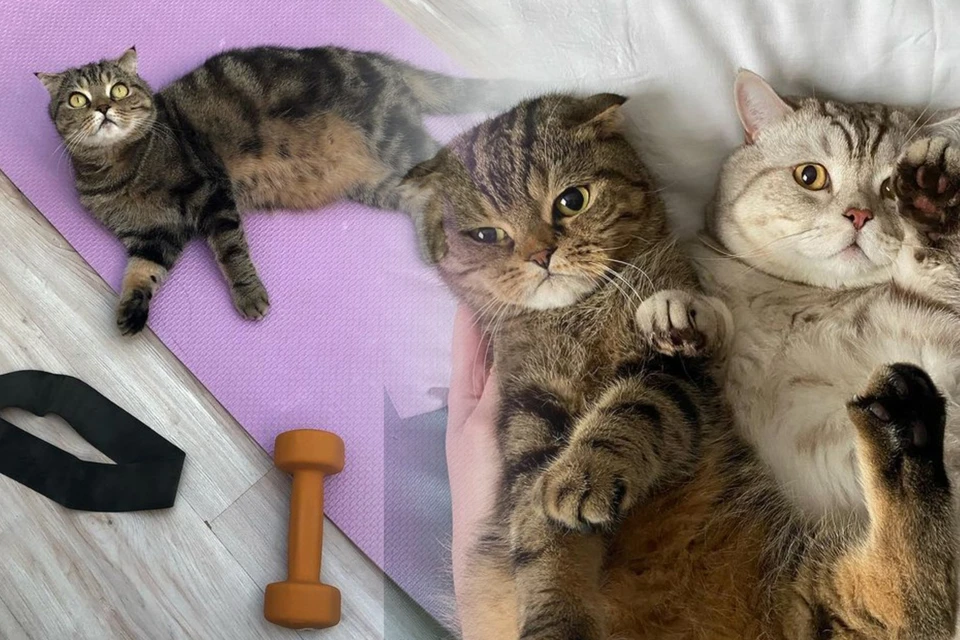 Хозяйка ведет блог от лица своих котиков с 2017 года. Фото: instagram.com/tyson_and_shelley