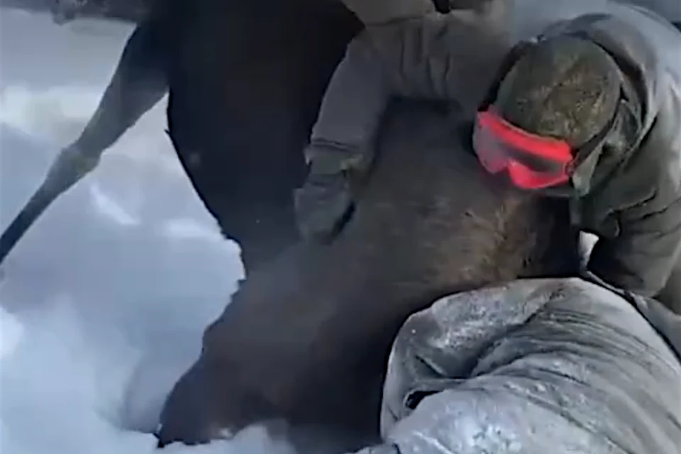 Жителей Тверской области обвиняют в том, что они ради потехи голыми руками задушили беременную лосиху. Фото: принтскрин видео.