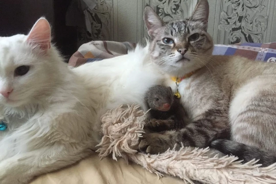 С кошками мангуст Мила все же нашла общий язык. Фото: Алена Мезенцева