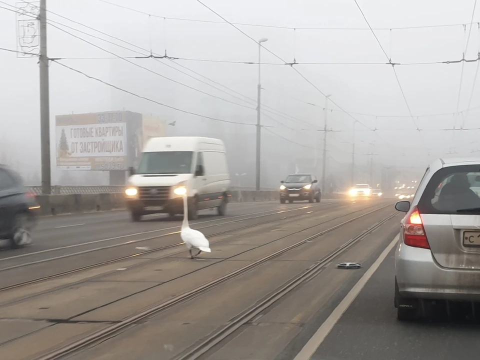 Лебедь на Эстакадном мосту