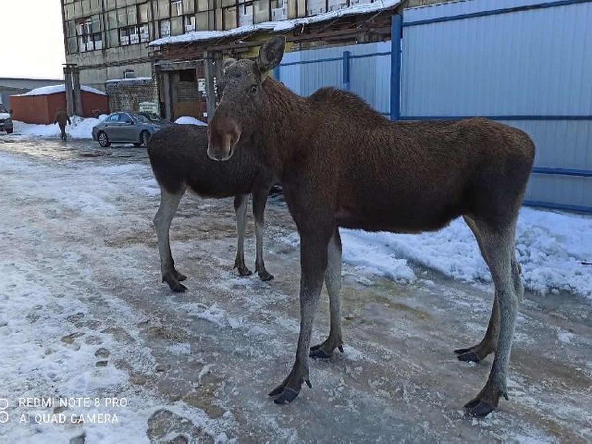 Одного из лосей, которые забрели в Рыбинск, увезли в лес - KP.RU