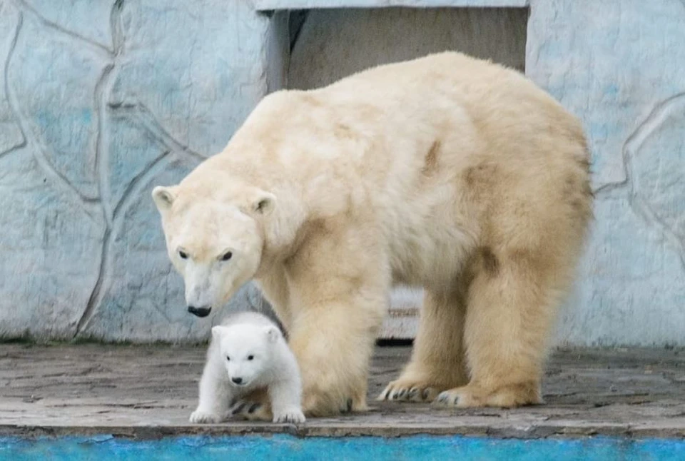 Медведица с детенышем уже показались посетителям зоопарка Фото: зоопарк Ростова