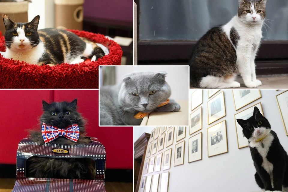 Кем официально работают известные коты. Фото: Александр ГЛУЗ / Fotodom.ru / @Number10cat / mrlondonmeow / @PalmerstonFOCat