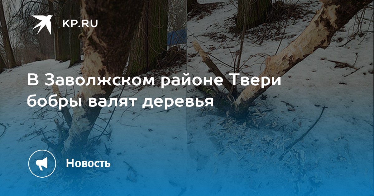 В Заволжском районе Твери бобры валят деревья - KP.RU