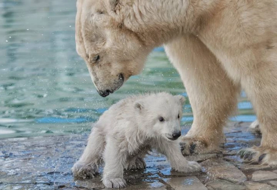 Мама и малыш любят прогулки у воды. Фото: Ростовский зоопарк
