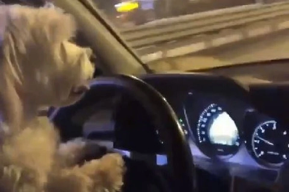 В Тюмени собака ехала за рулем авто. Скриншот из видео.