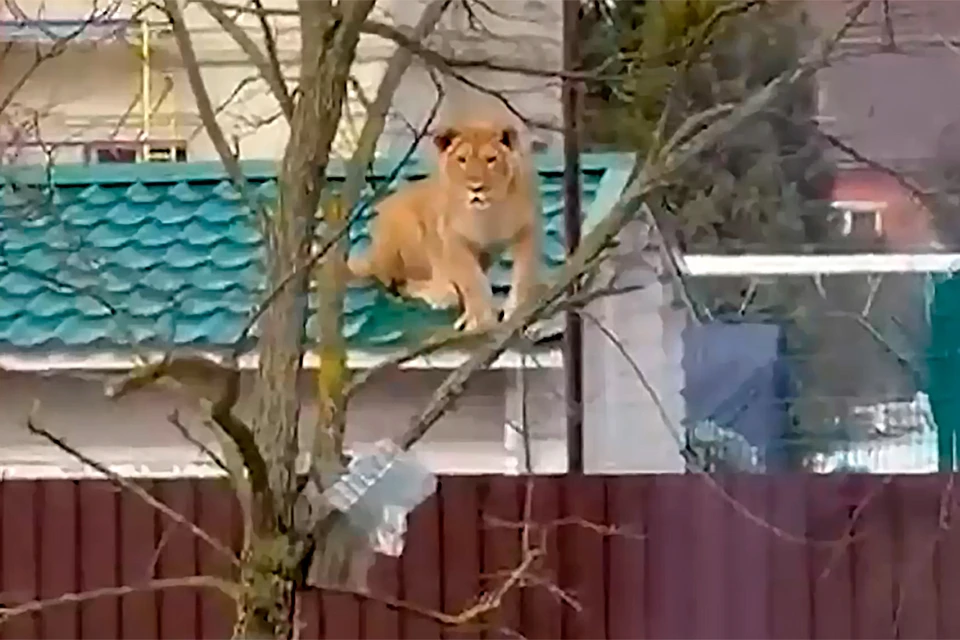 В Одинцово на крыше сидела опасная кошка.