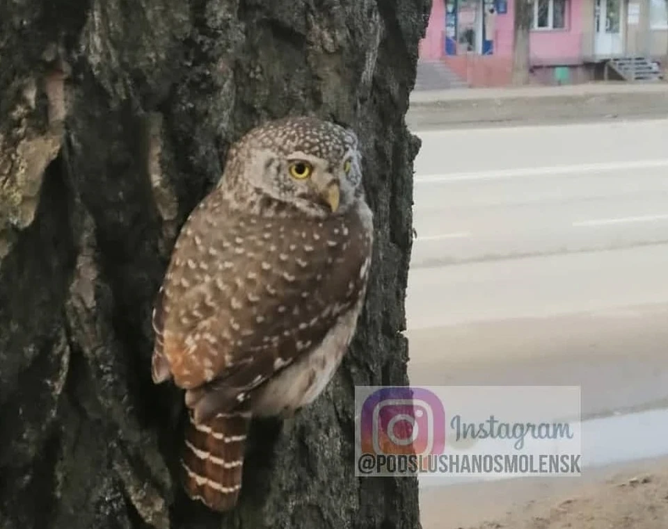 В Смоленске нашли маленькую сову с поврежденным крылом. Фото: ВКонтакте.
