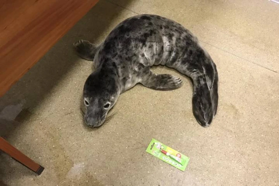 Первого в 2021 году детеныша тюленя спасли под Петербургом / Фото: Водоканал