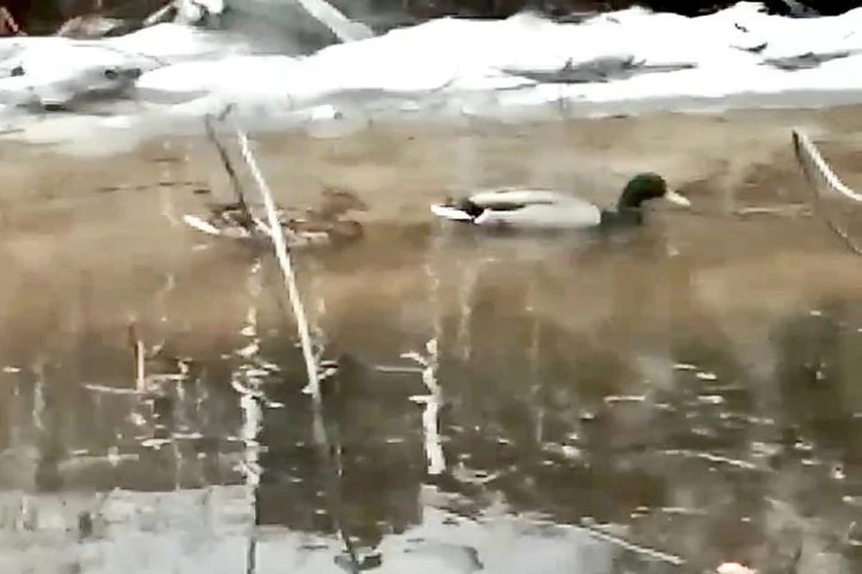 Фото: скрин из видео Светланы Армеевой