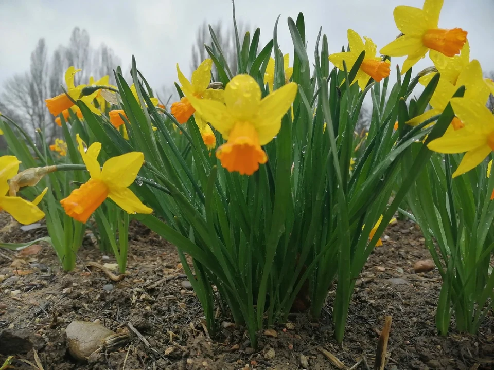 В Крыму цветут луковичные.