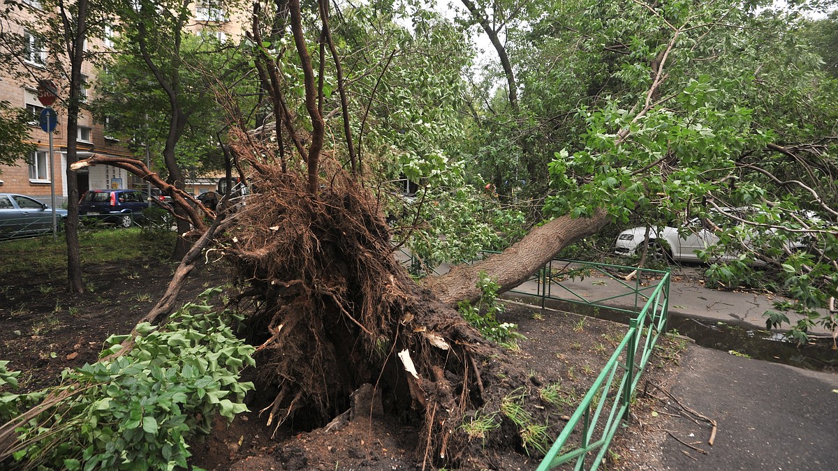 Сильный ураган: в Волгограде упавшее дерево убило женщину - KP.RU