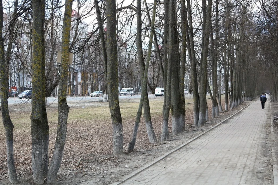 В Брянске в список для голосования по благоустройству включили Липовую Аллею.