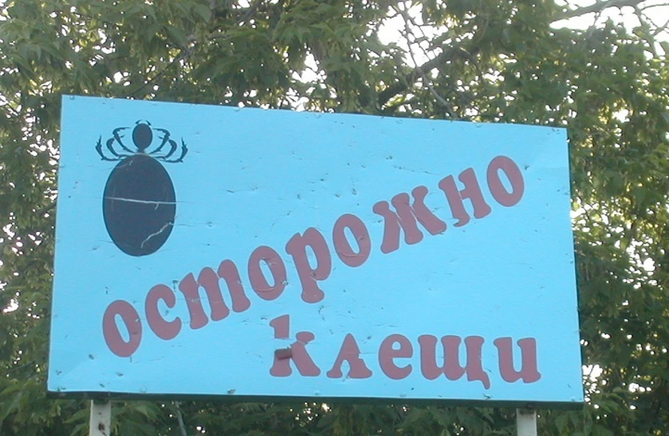Насекомое атаковало женщину в саду на окраине Нижнего Тагила