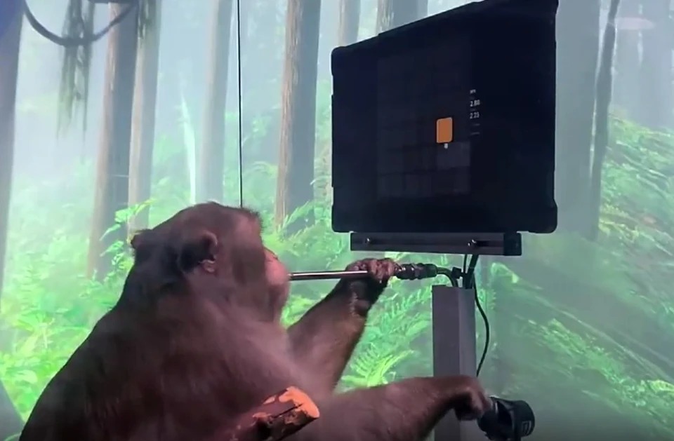 Стартап Илона Маска показал обезьяну, играющую «силой мысли» в видеоигры