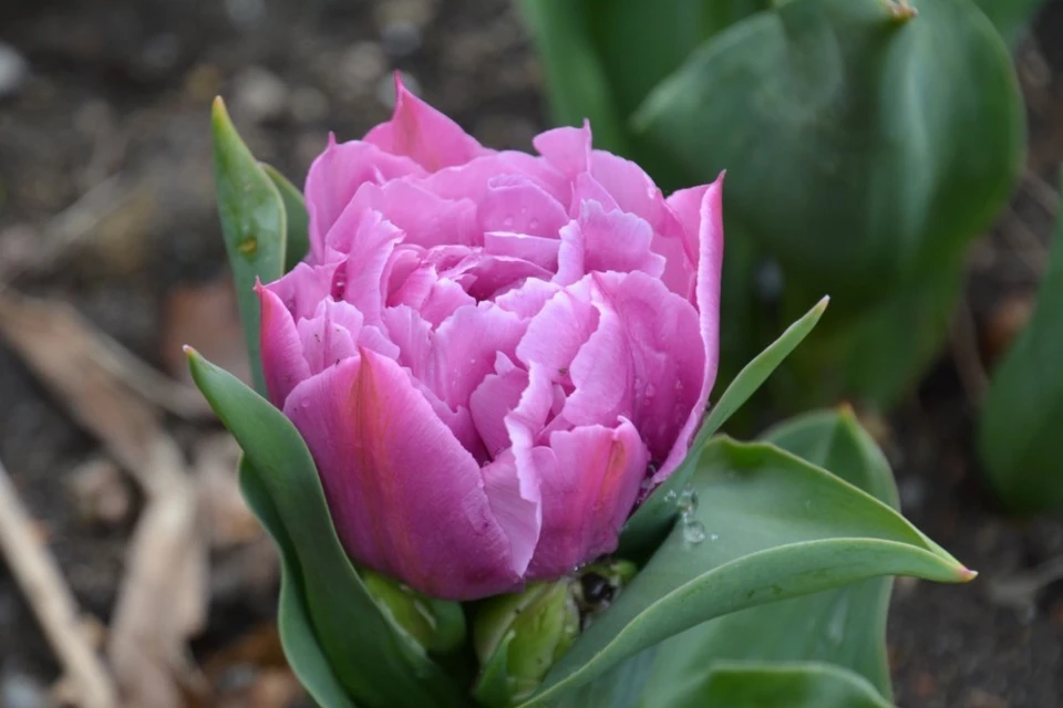 На ЮБК очень красивые тюльпаны. Фото: Екатерина Крючкова/ Никитский ботанический сад (НБС-ННЦ РАН)/VK