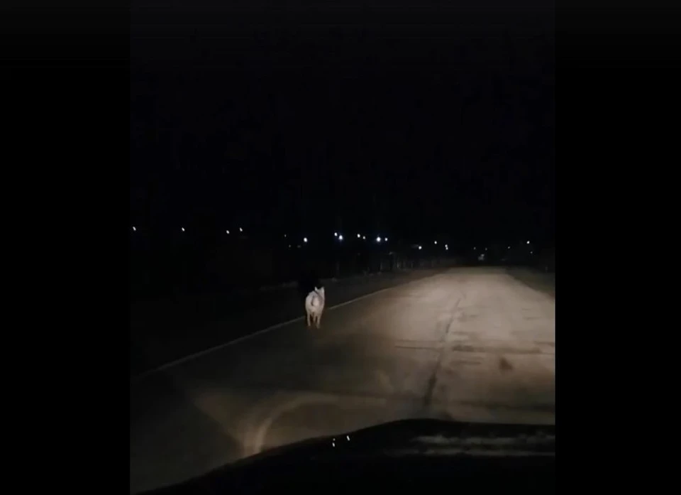 Фото: скриншот видео группы "Волки в Коми"