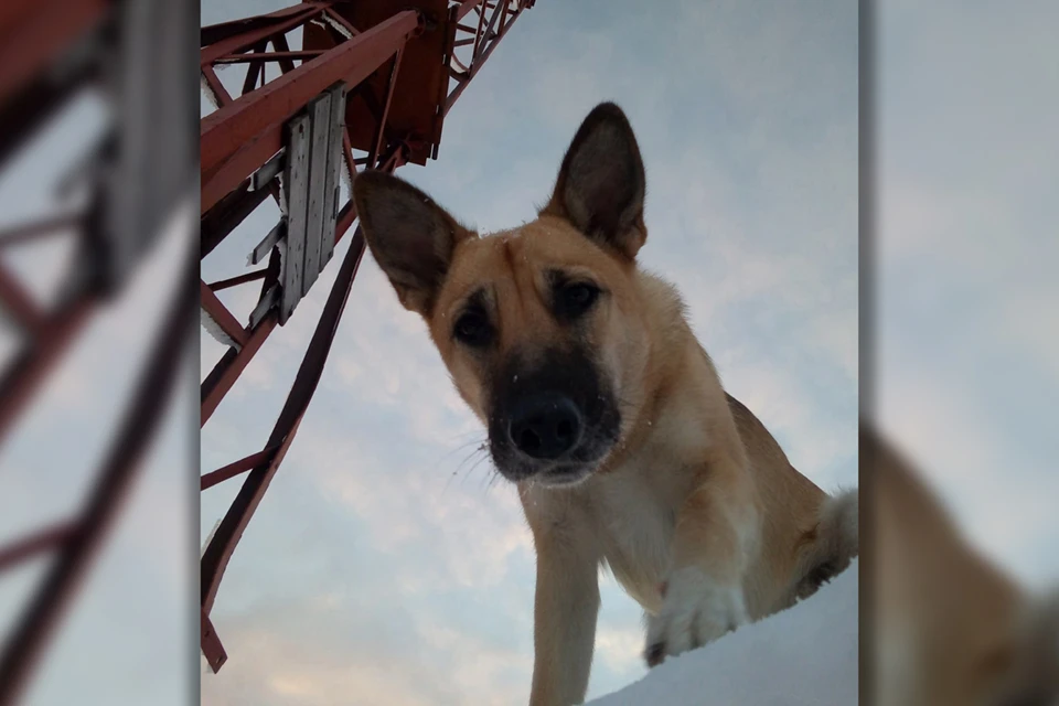 Фрося хоть почти весь день и проводила на склоне горы Кукисвумчорр, была собакой домашней. Фото: Личный архив.