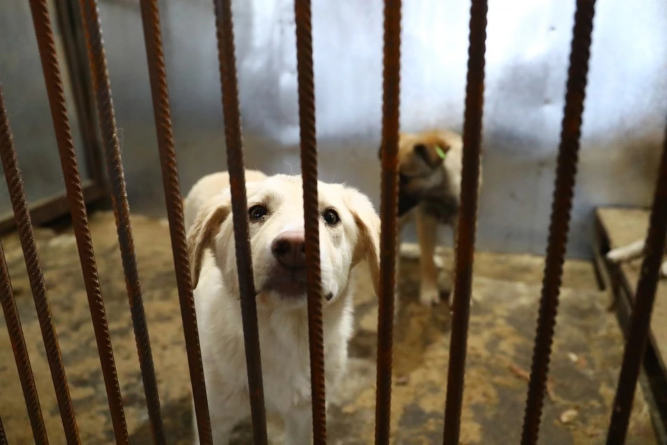 В одном из муниципалитетов Астраханской области появился приют для безнадзорных животных