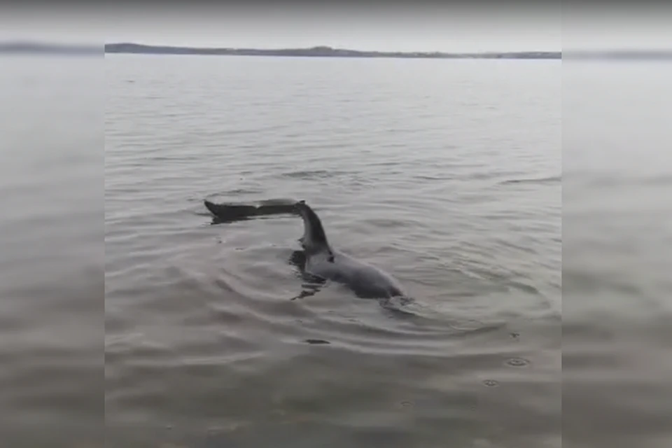 Эксперты полагают, что дельфину около 15 лет.