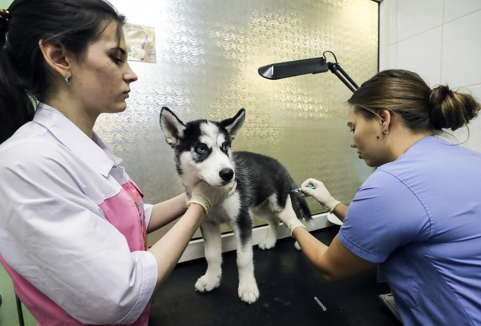 Вакцинация собаки в ветеринарной клинике. Фото: Сергей Савостьянов/ТАСС