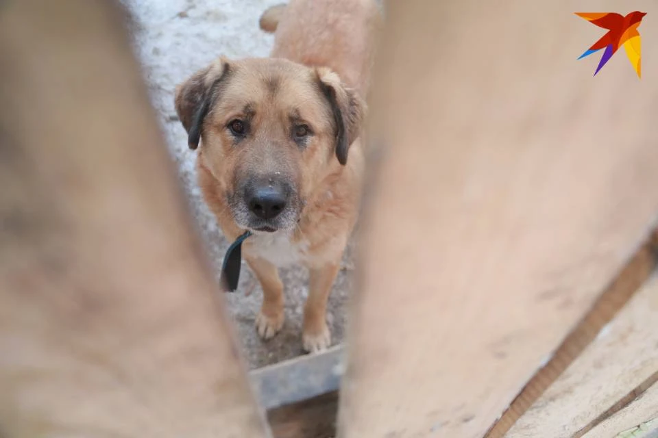 В Мурманской области действует 9 НКО, которые помогают бездомным животным.