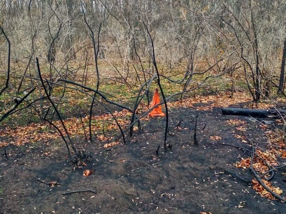 Череп нашли в лесополосе