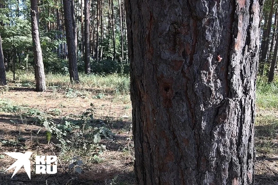 В комсомольской роще появится медпункт.