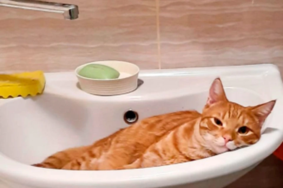 Коты не любят шумную уборку, зато любят нежиться в чистых раковинах.