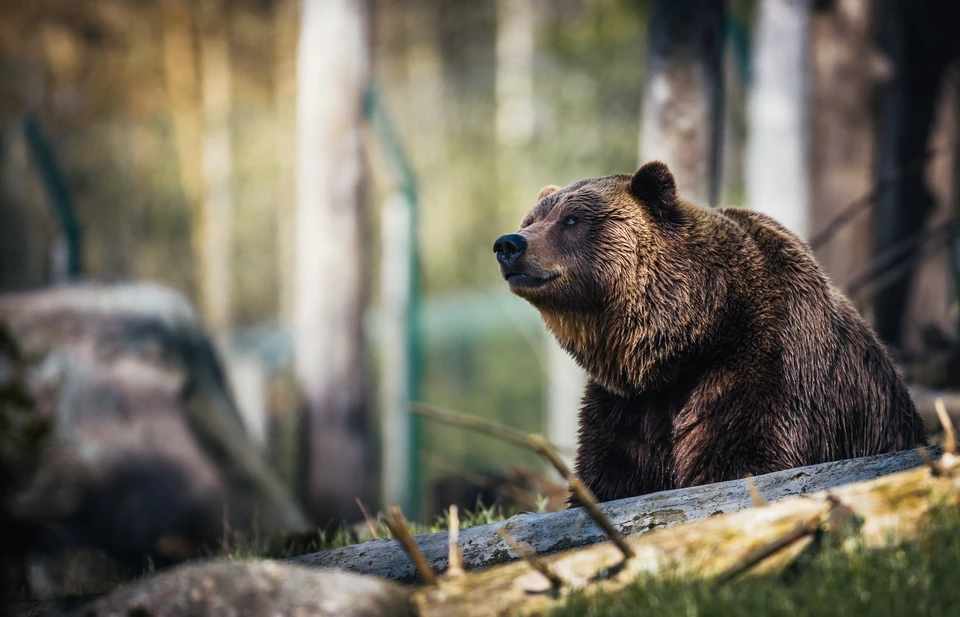 Медведи встречаются в местах, где они заняты добыванием пищи
