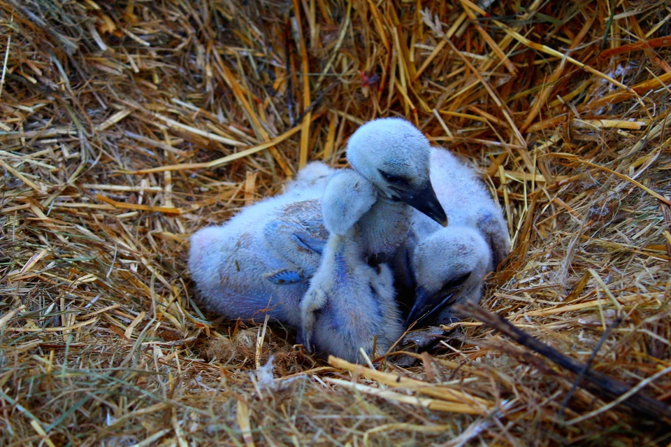 Когда родители на время покидают гнездо, малыши жмутся друг к другу, чтобы не замерзнуть.