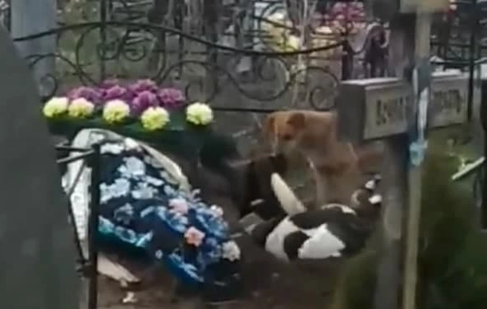 Скриншот из видео